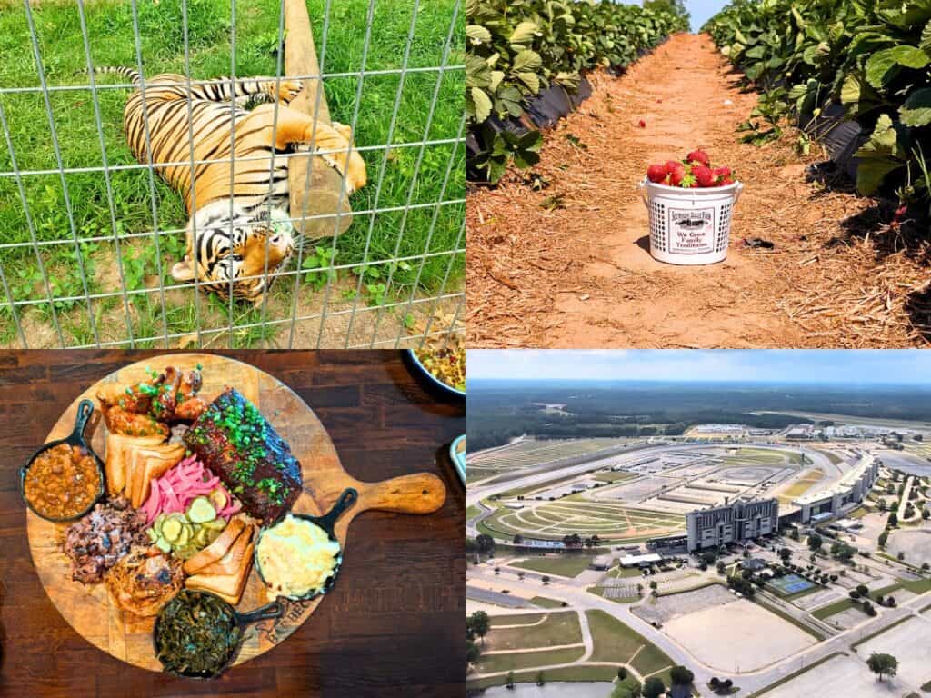 A tiger lying on grass behind a fence in Henry County, a bucket of strawberries in a field, a barbecue platter, and an aerial view of the Henry County racetrack.